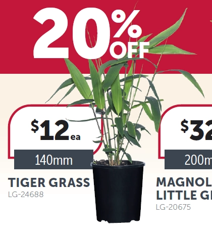 Tiger Grass