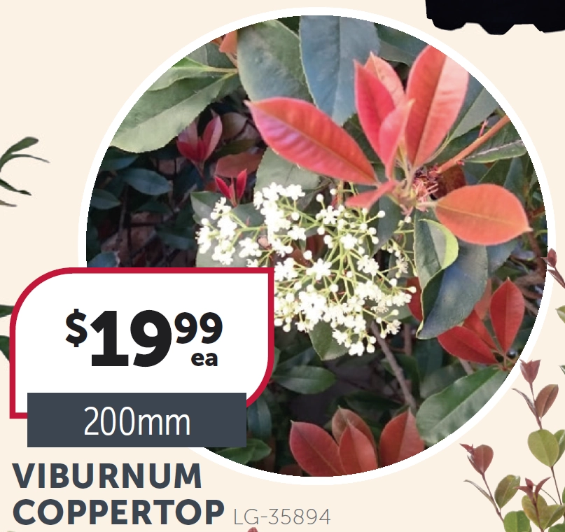 Viburnum Coppertop