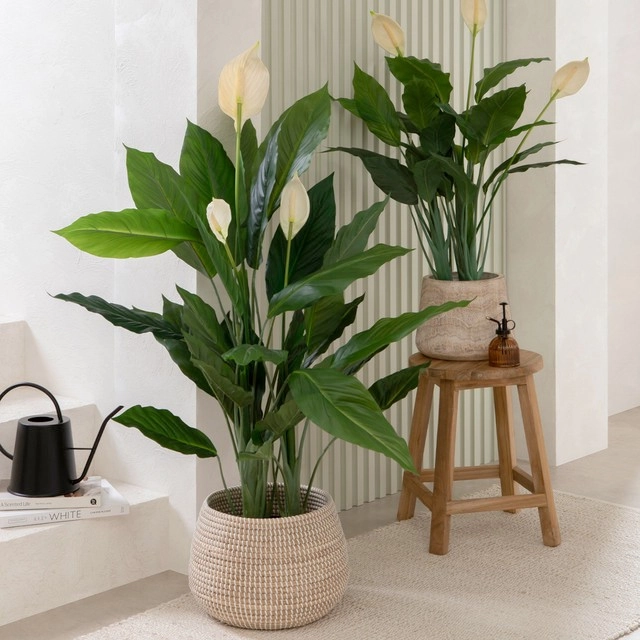 Artificial Peace Lily Plant by M.U.S.E.