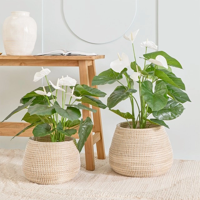 White Anthurium Plant by M.U.S.E.