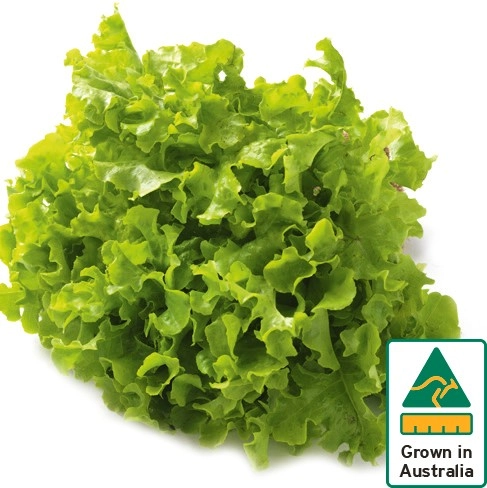 Australian Green Oak Lettuce