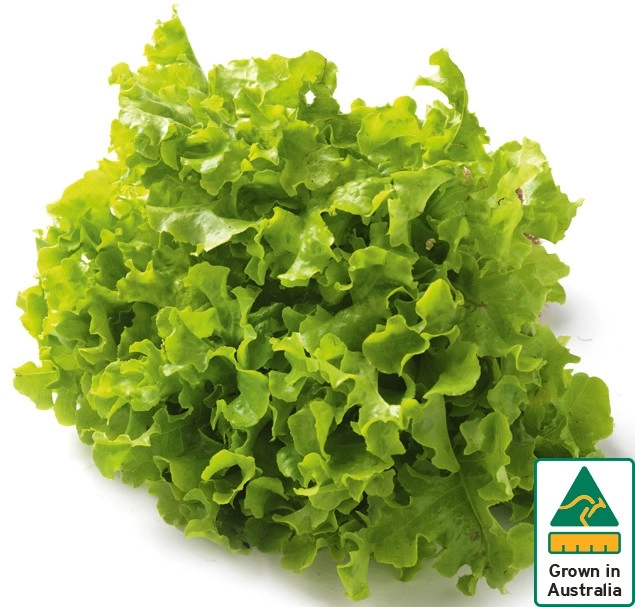 Australian Green Oak Lettuce