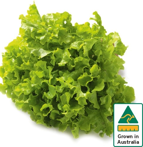 Australian Green Oak Lettuce