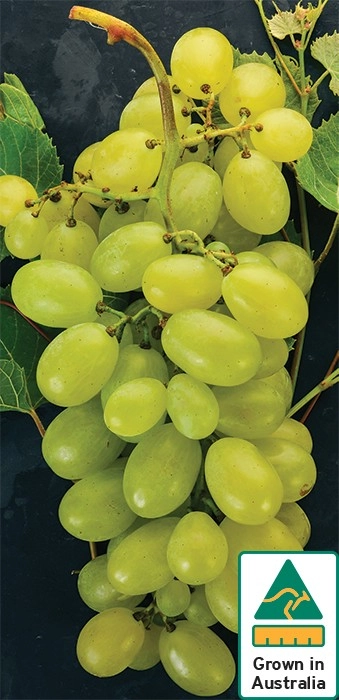 Australian White Seedless Grapes