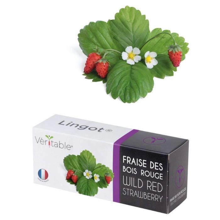 Véritable® Seed Lingot® Strawberry Wild Red