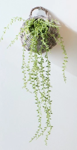 30% off Plant In Hanging Basket Green 55cm