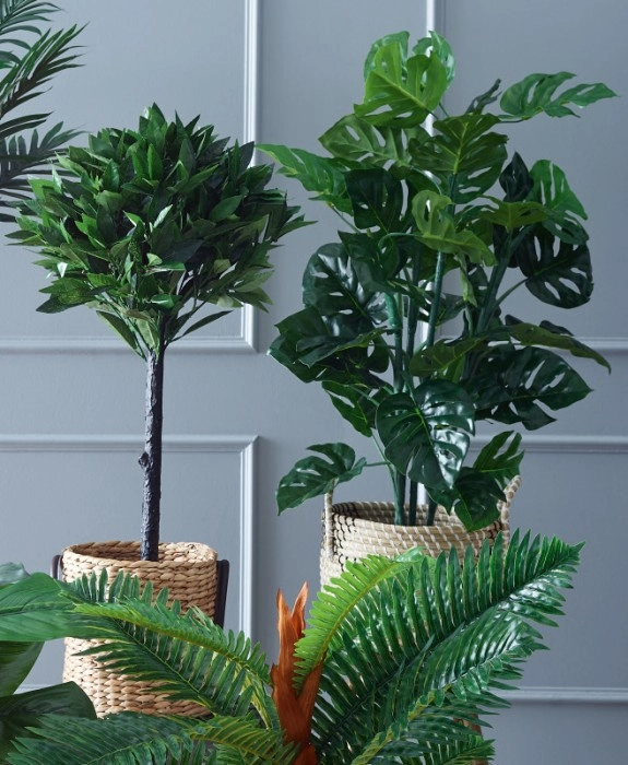 Large Potted Plants