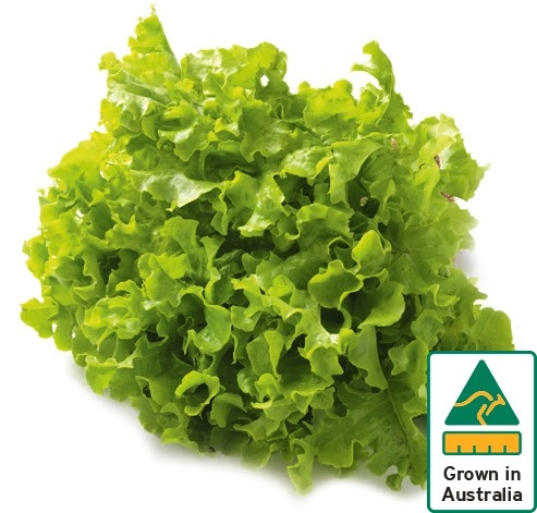 Australian Green Oak Lettuce