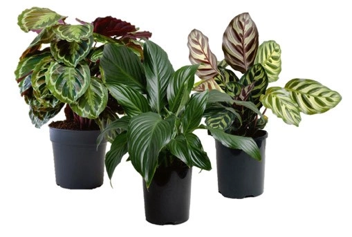 Potted Assorted Foliage