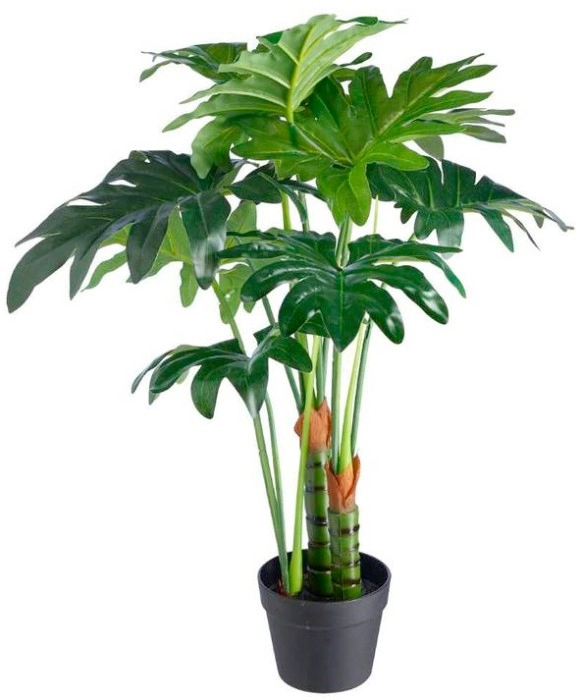 Philodendron Green 75cm