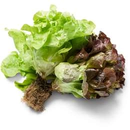 Select Lettuce Oakleaf Combo  Each